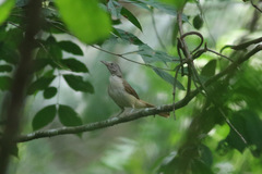 Phyllastrephus scandens