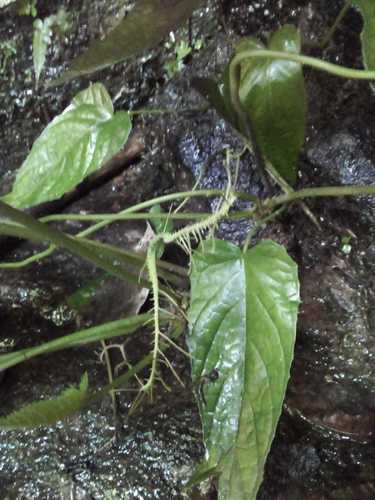 Dorstenia ramosa