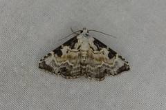 Corgatha pleuroplaca