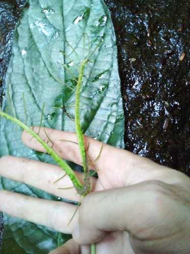 Dorstenia ramosa