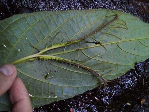 Dorstenia ramosa