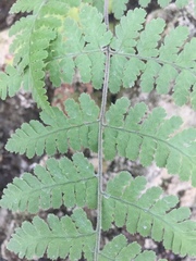 Hypodematium crenatum