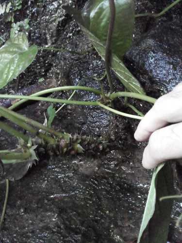 Dorstenia ramosa