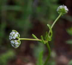 Valerianella coronata