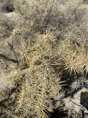Cylindropuntia molesta molesta