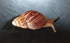 Bothriembryon brazieri