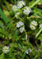 Valerianella coronata