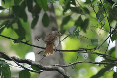 Phyllastrephus scandens