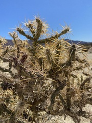 Cylindropuntia molesta molesta