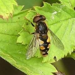 Parhelophilus rex