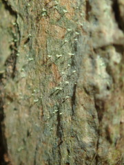 Chaenotheca brachypoda