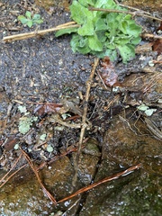 Silene rotundifolia