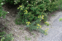 Erysimum diffusum