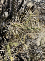 Cylindropuntia molesta molesta