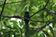 Dicrurus sharpei