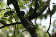 Megabyas flammulatus