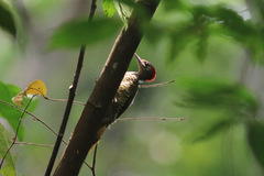 Campethera cailliautii