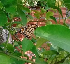 Danaus erippus