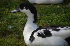 Anas platyrhynchos domesticus