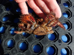 Acantholithodes hispidus