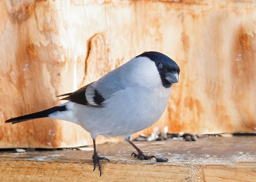 Eurasian Bullfinch (Pyrrhula pyrrhula), photo 6