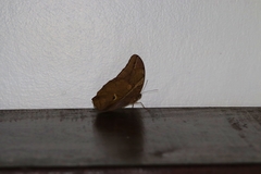 Eryphanis automedon