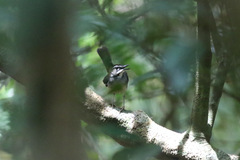 Cercotrichas leucosticta