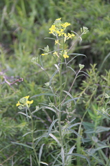 Erysimum diffusum