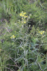 Erysimum diffusum