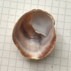 Crepipatella dilatata