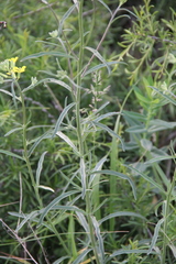Erysimum diffusum