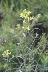 Erysimum diffusum