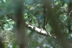 Cercotrichas leucosticta