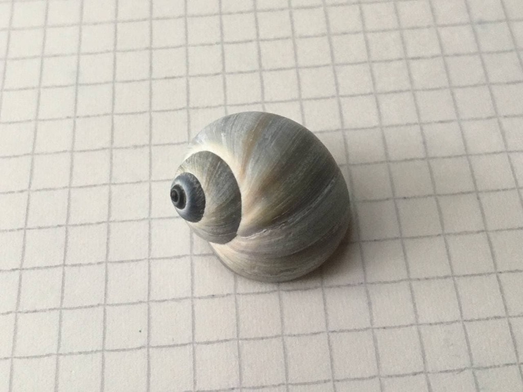 Falsilunatia limbata