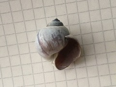 Natica limbata