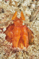 Lysiosquilloides mapia