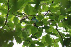 Apaloderma narina