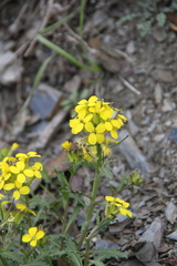 Erysimum ibericum