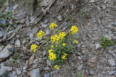 Erysimum ibericum