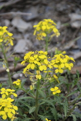 Erysimum ibericum