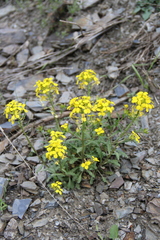 Erysimum ibericum