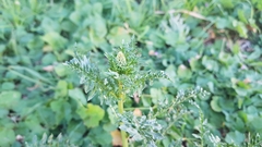 Reseda alba
