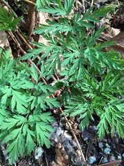 Dicentra formosa