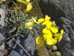 Erysimum ibericum