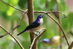 Anthreptes aurantius