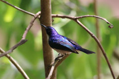 Anthreptes aurantius