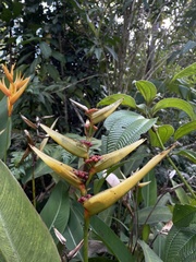 Heliconia psittacorum × spathocircinata