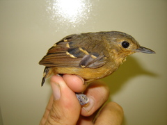 Plain-Throated Antwren photo 3