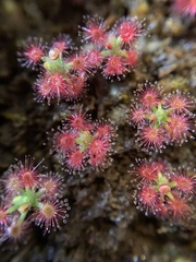Drosera roseana