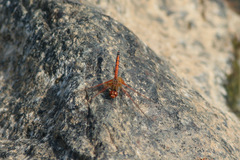 Trithemis imitata